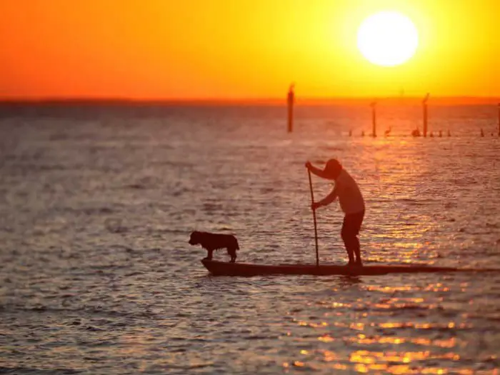 sunset with dog on paddle board